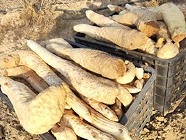 肉蓯蓉