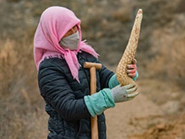 梭梭樹(shù)