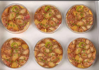 肉蓯蓉片